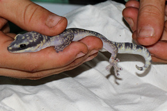 Oedura cincta