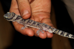 Oedura cincta