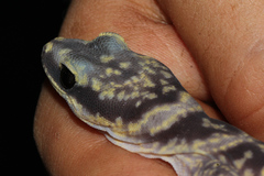 Oedura cincta
