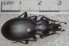Carabus anatolicus lycicus