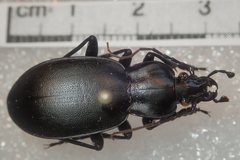 Carabus anatolicus lycicus