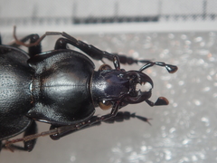 Carabus anatolicus lycicus