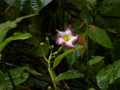 Mandevilla callista