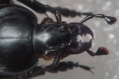 Carabus anatolicus lycicus