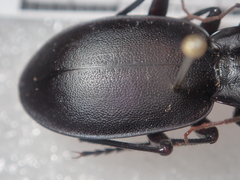 Carabus anatolicus lycicus