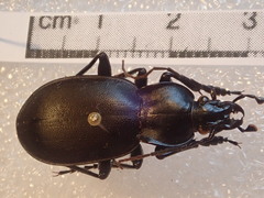 Carabus anatolicus lycicus