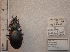 Carabus anatolicus lycicus
