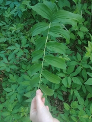 Polygonatum biflorum commutatum