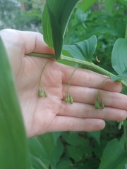 Polygonatum biflorum commutatum