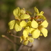 Diplotaxis tenuifolia - Photo (c) antoniorico, algunos derechos reservados (CC BY-NC)