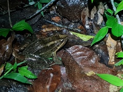 Leptodactylus paranaru