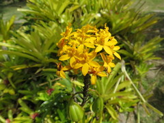 Epidendrum xanthinum