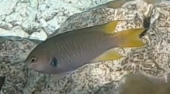 Neopomacentrus azysron