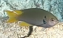 Neopomacentrus azysron