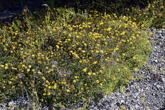 Haplopappus glutinosus