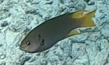 Neopomacentrus azysron