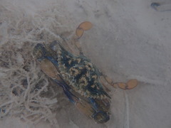 Callinectes marginatus