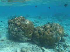 Neopomacentrus azysron