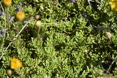 Haplopappus glutinosus