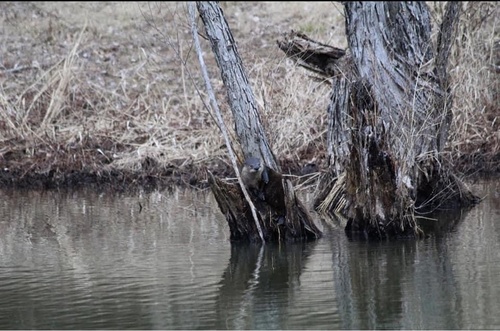 North American River Otter photographed in Missouri