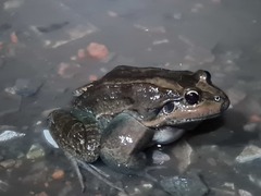 Leptodactylus paranaru