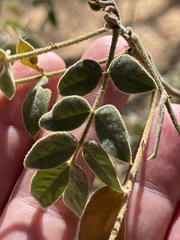 Senna villosa