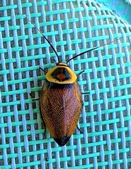 Ellipsidion reticulatum