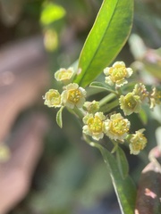 Euphorbia cymosa