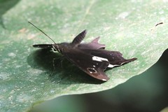 Notocrypta paralysos