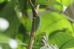 Dundubia