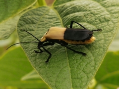 Chauliognathus heros