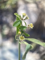 Euphorbia cymosa