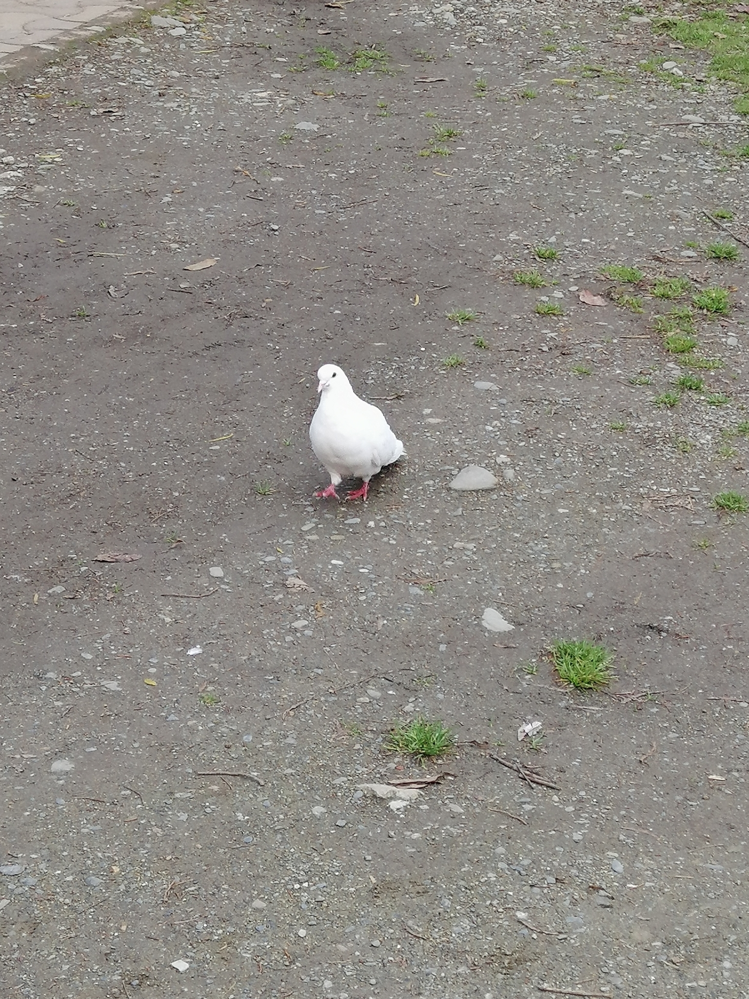 Columba image