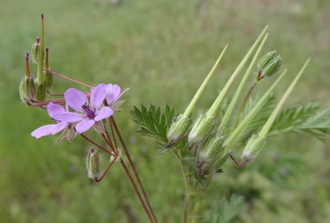 Redstem Stork's-bill (Plants of Rosewood Nature Study Area)   iNaturalist