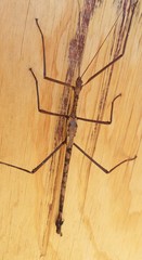 Acrophylla enceladus