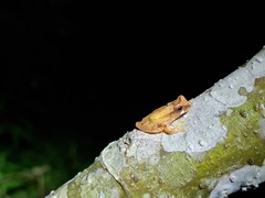 Dendropsophus werneri