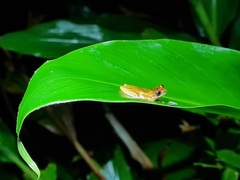 Dendropsophus werneri