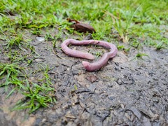 Leposternon microcephalum