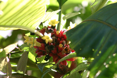 Pentagonia macrophylla