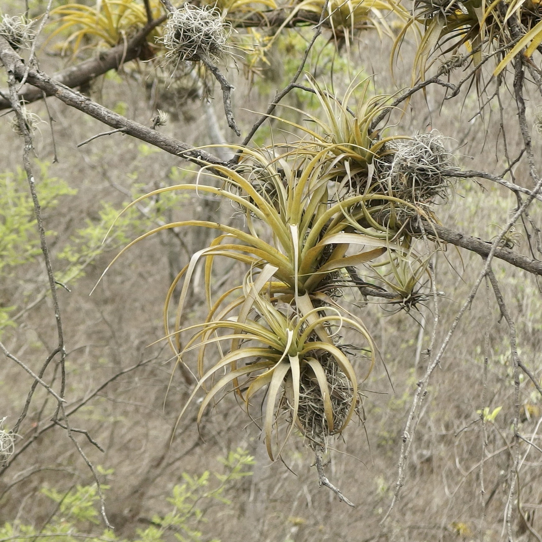 Racinaea multiflora image
