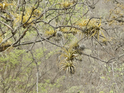 Racinaea multiflora, photograph 1