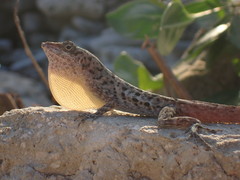 Anolis bonairensis