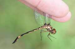 Macrothemis hahneli