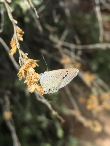 Echinargus isola