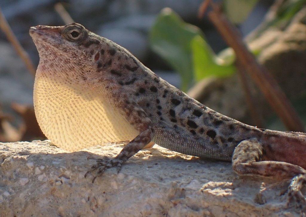 Ruthven's Anole