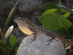 Anolis bonairensis