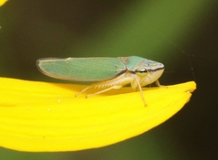 Graphogonalia evagorata