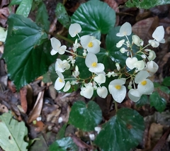 Begonia urophylla