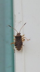Rhopalus sapporensis