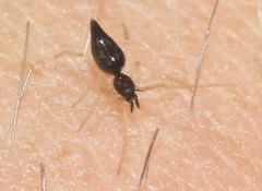 Coleosoma acutiventer